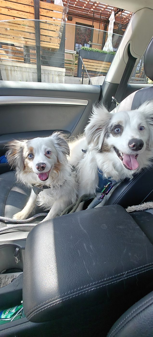 Two happy mini Australian Shepherds in the car