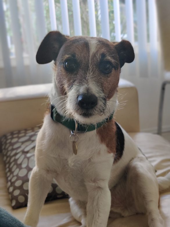 Small dog portrait