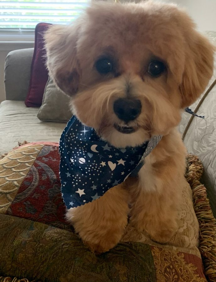Small fluffy dog