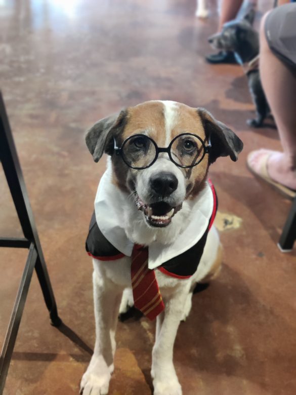 Dog wearing glasses and tie