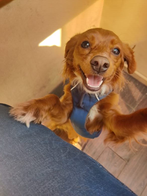 Happy dog portrait