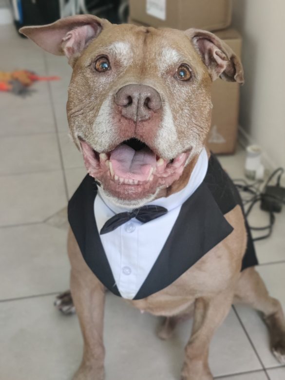 Dog dressed in a tuxedo