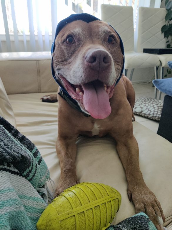 Happy dog with toy