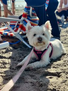 Dog enjoying Ocean Beach