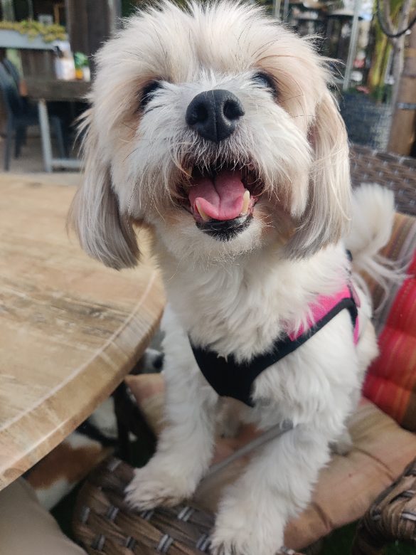 Happy dog smiling
