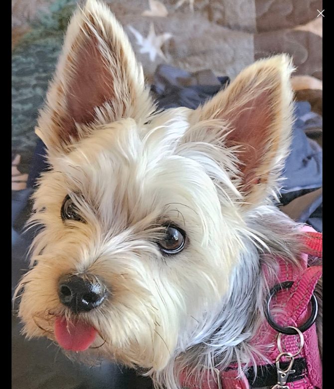 Small dog with pink harness