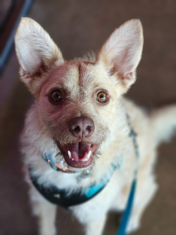 Small smiling dog