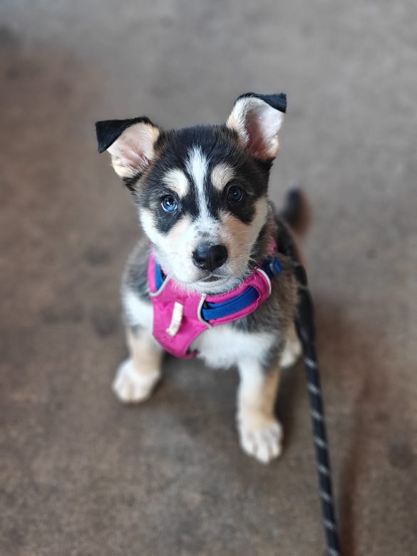 Husky puppy
