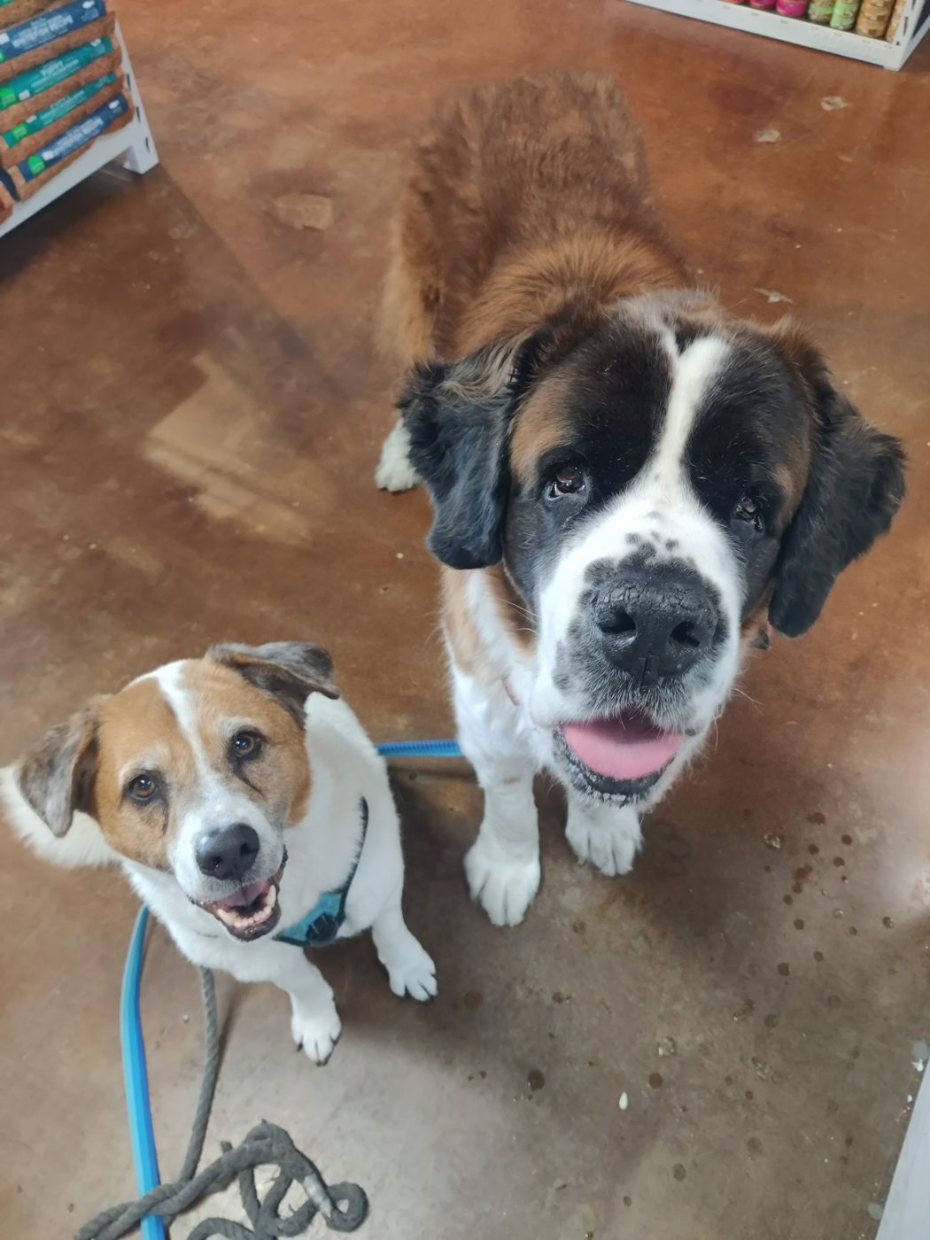 A Saint Bernard and a smiling mixed-breed dog looking up at the camera